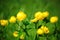 Bathing flowers with green grass in summer. Bright yellow