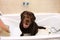 Bathing of the funny dark brown labrador breed dog. Dog taking a bubble bath. Grooming dog