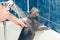 Bathing a gray cat in the bathroom