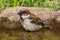 Bathing house sparrow