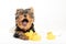 Bathing a little puppy. Yorkshire Terrier puppy in a towel with a rubber duck.