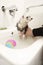 Bathing nice ferret female in studio