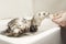 Bathing nice ferret in studio rewarding