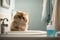 Bathing a pet. Delightfully cute cat sitting in the bathroom