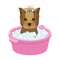 Bathing pet puppy in a bowl. dog,Pet,dog care single icon