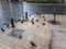 Bathing pigeons