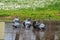 bathing pigeons at a park