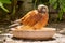 Bathing rock kestrel