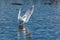 A bathing  seagull spreading  its wings and splashing water around.