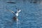 A bathing  seagull spreading  its wings and splashing water around.