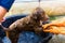 Bathing and soaping puppy in bucket