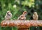 Bathing sparrows