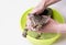 Bathing a tabby cat. Wet and disgruntled kitten. Pet care