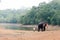 Bathing time for elephant in a lake with gadman