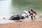 Bathing time for elephant in a lake with gadman