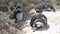 Bathing time for three happy penguins