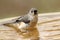 Bathing Tufted Titmouse