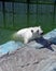 A bathing white polar bear. water treatments for the predator