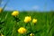 Bathing yellow flowers with grass