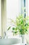 Bathroom green indoor plants in white vase, home interior