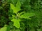 Bathua greens saag Chenopodium  vagetbale