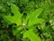 Bathua greens saag Chenopodium  vagetbale