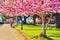 Bathurst street day pink trees