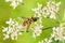 Batman hoverfly, Myathropa florea, on a flower