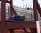 Batons in a medal basket with bleachers behind