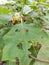 Batotok fruit coexists with the peanut beetle as the main pestï¿¼