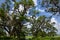 Bats colony hanging on high trees, Sri Lanka