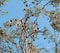 Bats in an eucalyptus tree in Centennial Park in Sydney