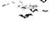Bats Flying 4K animation footage isolated on white background -  Endless loop . Bats Roaming Alpha Channel. Vampire Bats flying