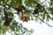 Bats hanging upside down, Lyle`s flying fox