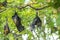 Bats hanging upside down, Lyle`s flying fox