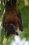 Bats indian flying fox Hanging at a Tree In  a forest
