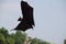 Bats indian flying fox Hanging at a Tree In  a forest