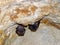 Bats resting on the ceiling of a cave in Girona in Cuba