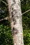 Bats & x28;Rhynchonycteris naso& x29; on a tree at the lake of Sandoval in Peru