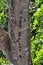 Bats in a row on tree trunk