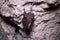 Bats sleep in dungeon. Horseshoe-nosed bat