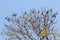 Bats sleeping on tree branches on daylight
