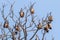 Bats sleeping on tree branches on daylight