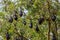 Bats sleeping upside down on the bunch of trees.
