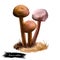 Battarrea phalloides, scaley or desert stalked puffball, sandy stiltball mushroom digital art illustration. Boletus has slender