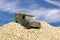 Battered Blue Toy Car in Sand Pit Against Blue Sky