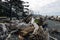 Battered driftwood and assorted ocean debris accumulated on the black sands of the Lost Coast backpacking trail