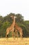 The battle of giraffes. Kenya, Africa