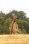 The battle of giraffes. Neck instead of fists and teeth. Masai Mara, Kenya