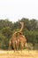 The battle of giraffes in the savannah. Kenya, Africa